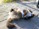 岡山県 招き猫美術館