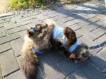 岡山県 招き猫美術館