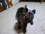 おでこに何付けてるの？ トラちゃん！ｗ