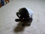 おでこに何付けてるの？ トラちゃん！ｗ
