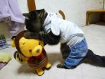 動くおもちゃに戸惑うトラちゃん♪♪