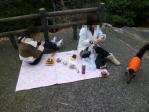 高知県 佐川町 ドライブ＆お散歩 ネコとお出かけ