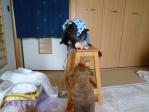 久しぶりにダックスの「トロちゃん」と再会～♪