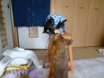 久しぶりにダックスの「トロちゃん」と再会～♪