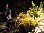 高知城 2011年 花回廊