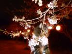 今日は夜桜見物～♪