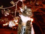今日は夜桜見物～♪