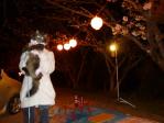 今日は夜桜見物～♪