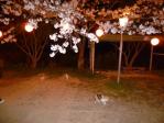 今日は夜桜見物～♪