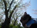 今年最後のお花見♪ 猫とお出かけ