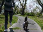 今年最後のお花見♪ 猫とお出かけ