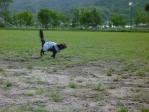 芝生の上で大運動会！