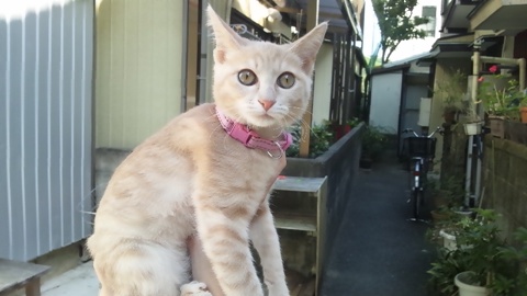 大きくなったナラちゃん！