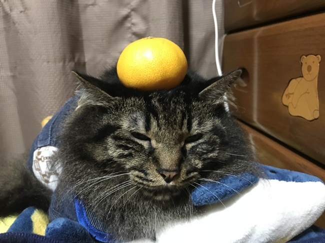 我が家の乗せネコ