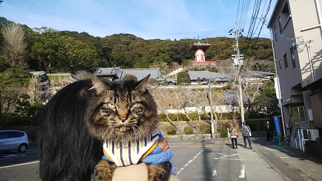 猫も厄払いして開運！？