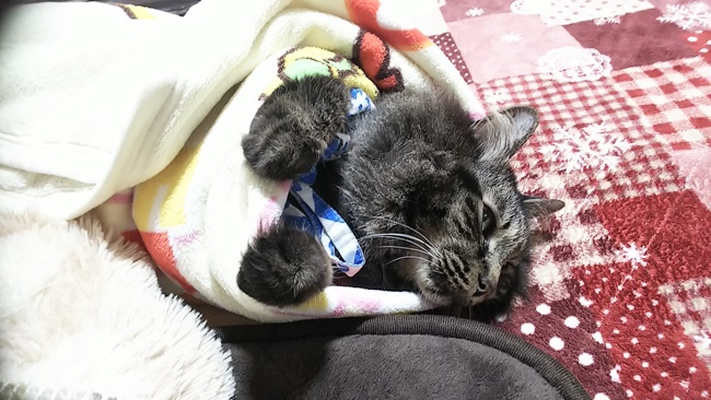 ね～ね～なんでこんなに寒いの～～(=^・^=)