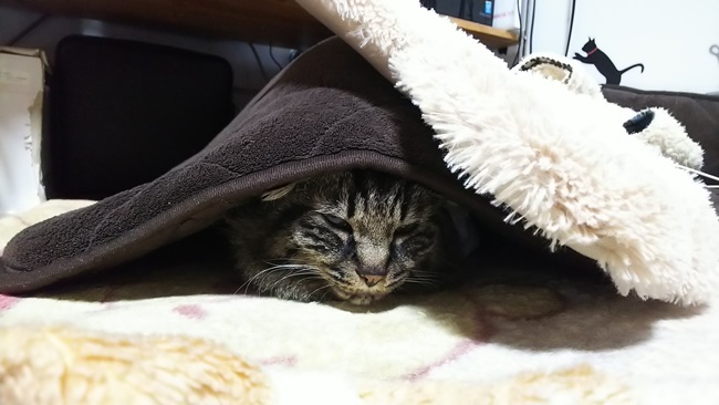 また寒いじゃないですか！