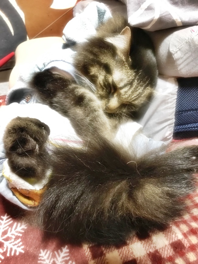 今日も寝てるトラちゃんを撮ってちょっと加工してみた