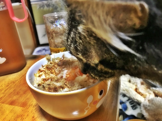 かつお節は猫の大好物なんですよ！狙われますよ(￣▽￣) 宗田節 卵かけご飯専用