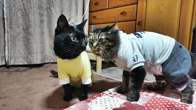 久しぶりに黒猫のすだれちゃんがお泊りに来たぞ~
