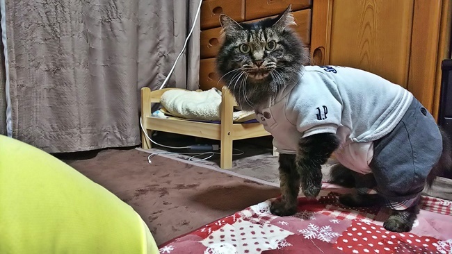 久しぶりに黒猫のすだれちゃんがお泊りに来たぞ~