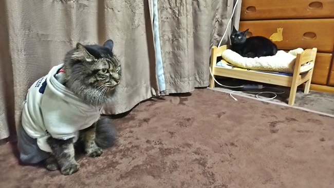 シュールだな～ｗ　いい距離感保ってます！？ｗ