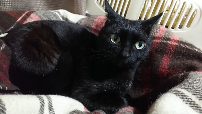 黒猫のシャー！！は本気で怖いｗｗｗｗ