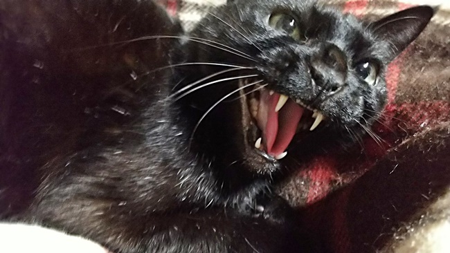 黒猫のシャー！！は本気で怖いｗｗｗｗ
