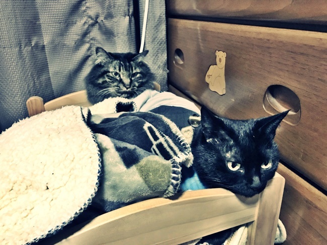いつの間にか一緒のベッドに