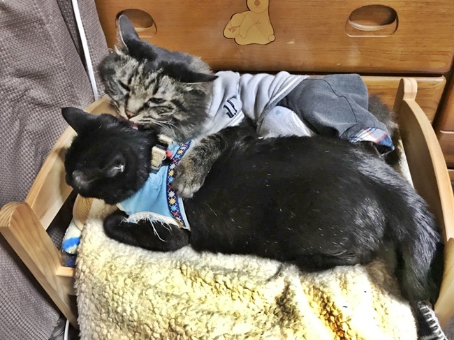 いつの間にか一緒のベッドに