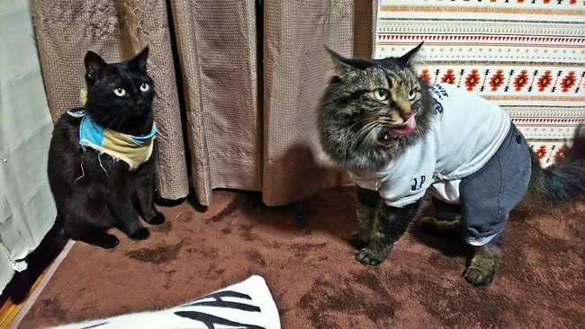 猫だって立って猫パンチするぞ～♪
