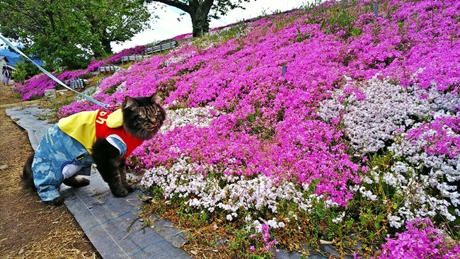 猫だって芝桜を楽しむんだぞ～ 愛媛県西条市の芝桜 禎瑞芝桜（ていずい） 中山川沿い
