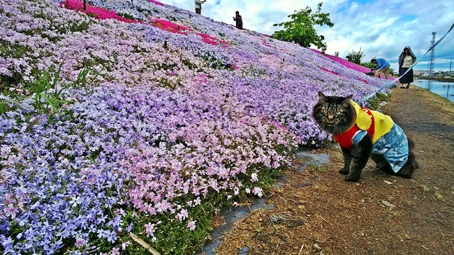 猫だって芝桜を楽しむんだぞ～ 愛媛県西条市の芝桜 禎瑞芝桜（ていずい） 中山川沿い