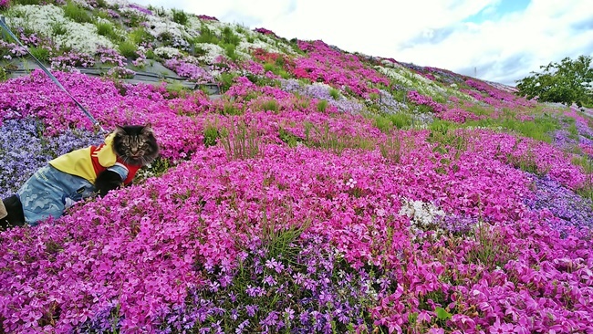 猫だって芝桜を楽しむんだぞ～ 愛媛県西条市の芝桜 禎瑞芝桜（ていずい） 中山川沿い