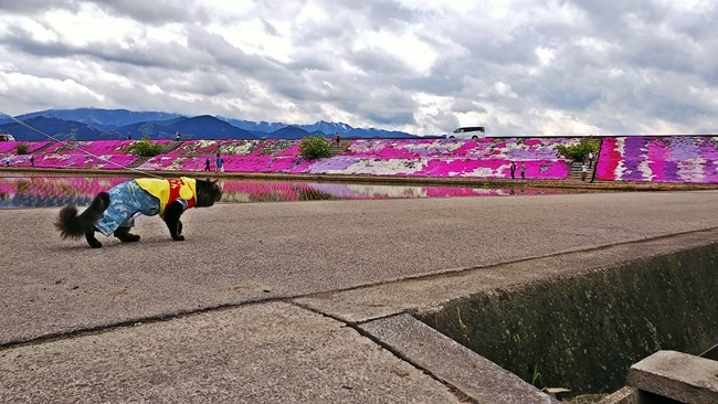 猫だって芝桜を楽しむんだぞ～ 愛媛県西条市の芝桜 禎瑞芝桜（ていずい） 中山川沿い