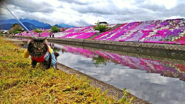 猫だって芝桜を楽しむんだぞ～ 愛媛県西条市の芝桜 禎瑞芝桜（ていずい） 中山川沿い