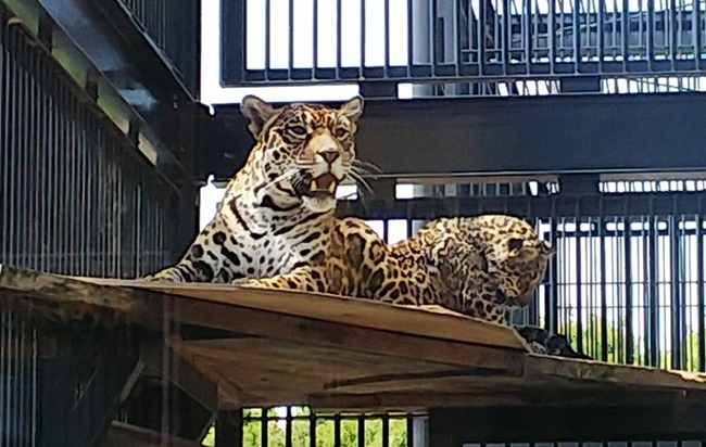飼い主がジャガーの赤ちゃんを見て来たと騒いでおります。 高知市無料動物園 わんぱーく高知