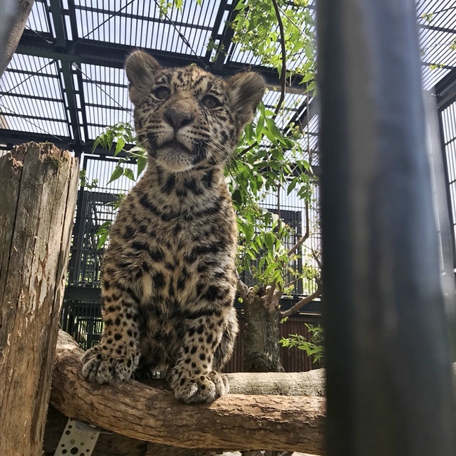 飼い主がジャガーの赤ちゃんを見て来たと騒いでおります。 高知市無料動物園 わんぱーく高知