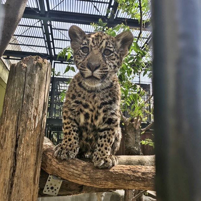 飼い主がジャガーの赤ちゃんを見て来たと騒いでおります。 高知市無料動物園 わんぱーく高知