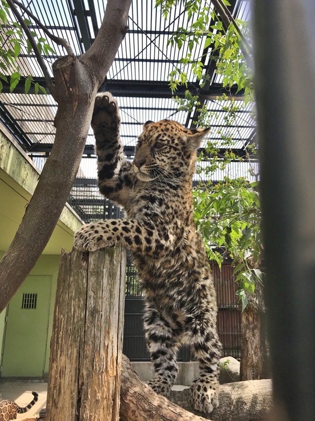 飼い主がジャガーの赤ちゃんを見て来たと騒いでおります。 高知市無料動物園 わんぱーく高知