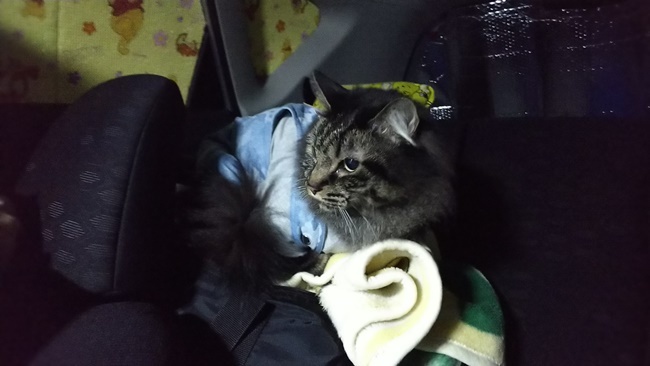 久しぶりの車中泊を満喫♪