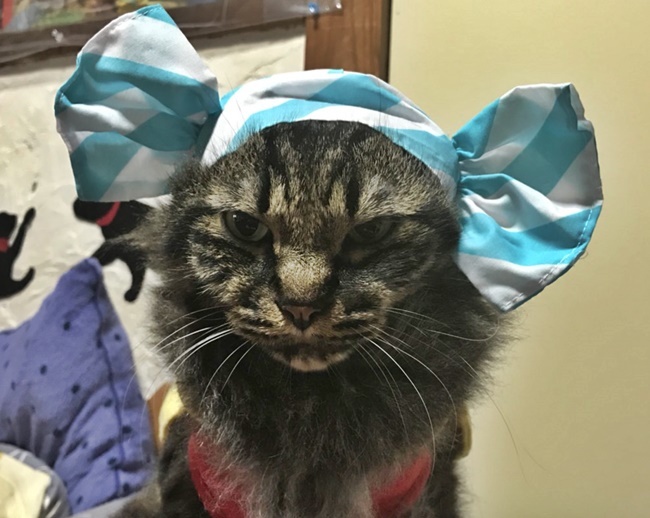トラちゃんキャンディー？ｗ
