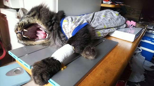 ヤバいってマジで！ 僕はもう老猫なんですよ～～ｗ