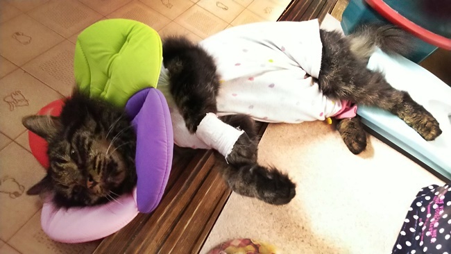 今日も暑いっす！ いつまで続きますか？