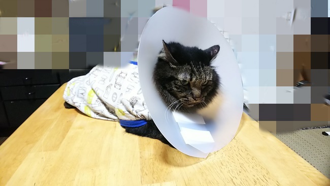 攻略されたエリザベスカラー 改良版を飼い主が手作り！