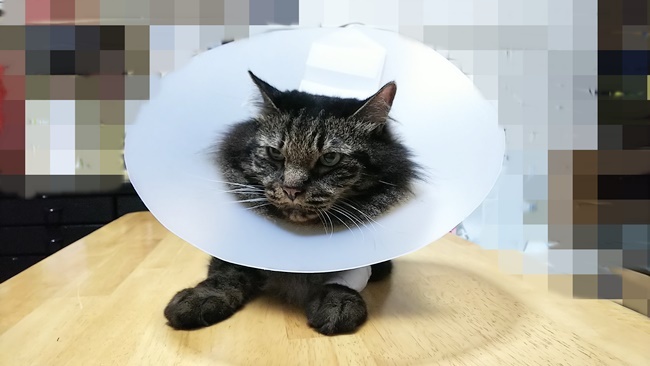 攻略されたエリザベスカラー 改良版を飼い主が手作り！