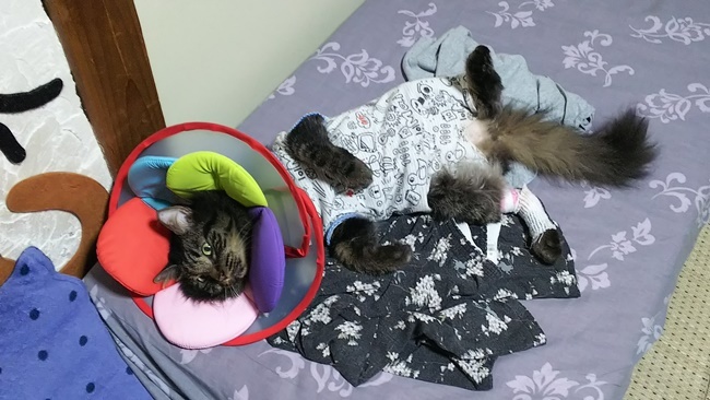 もうエリザベスカラー付けてる事さえ忘れたくつろぎ方ｗ