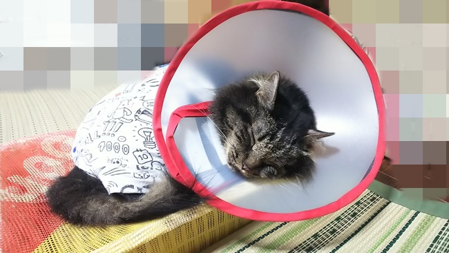 ますます可愛く見えだした！
