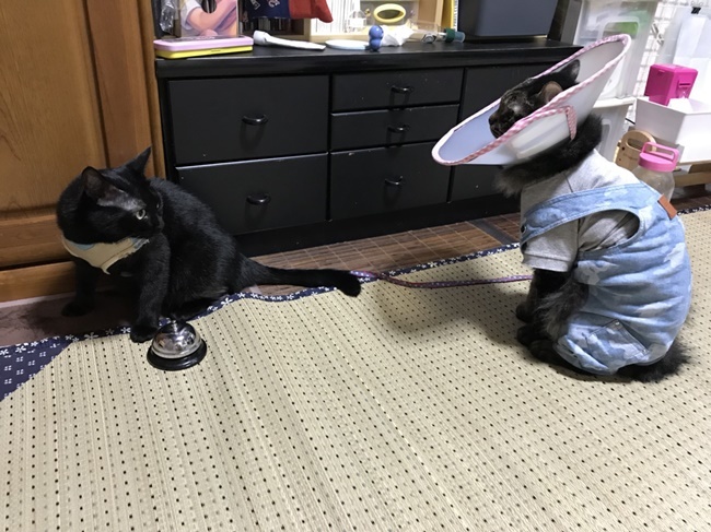 久しぶりにやってまいりました！ 黒猫姉さん！！ｗ