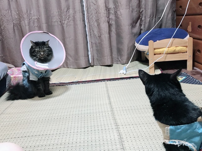 久しぶりにやってまいりました！ 黒猫姉さん！！ｗ